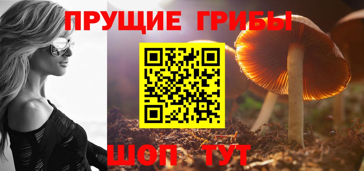 Галлюциногенные грибы Psilocybe Камышин
